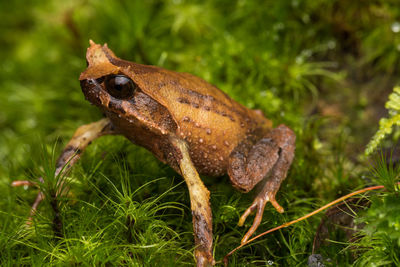 Close-up of frog on plant