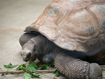 Close-up of turtle in zoo