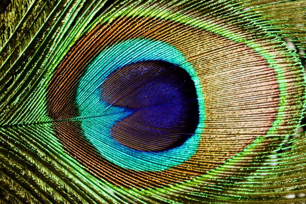 FULL FRAME SHOT OF PEACOCK