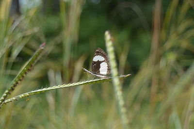 Close-up of butterfly perching on grass
