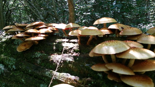 Close-up of mushroom growing on tree trunk