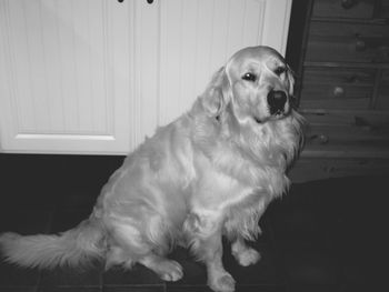 Close-up portrait of dog sitting