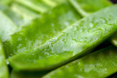 Close-up of wet leaf against green background
