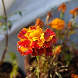 Close-up of orange marigold flower