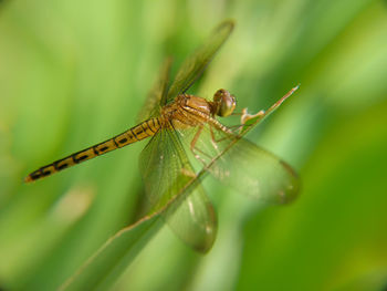 Close-up of dragonfly on leaf