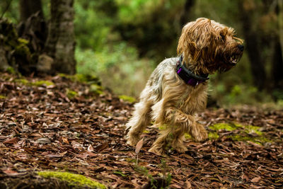 Dog on tree