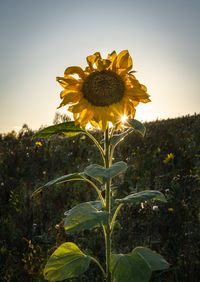 Close-up of sunflower on field against sky