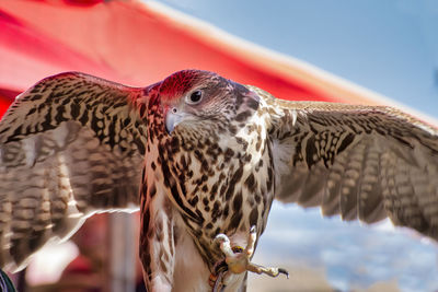 Close-up of a hawk taking wing