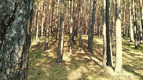 View of trees in forest