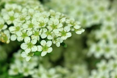 Close-up of white flowering plant