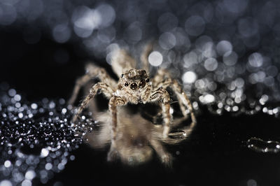 Close-up of spider
