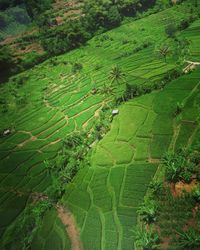 High angle view of agricultural field