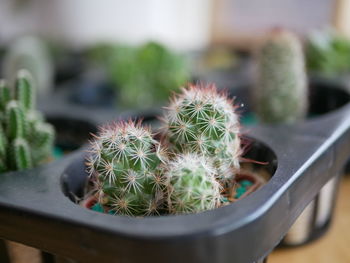 Close-up of succulent plant in yard