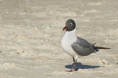 Close-up of seagull perching on sand at beach