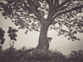 Trees in a forest