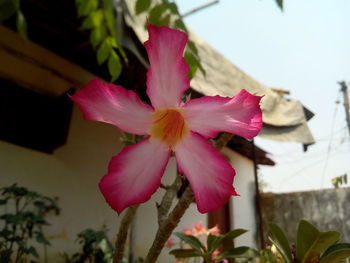 Close-up of pink flowers blooming outdoors