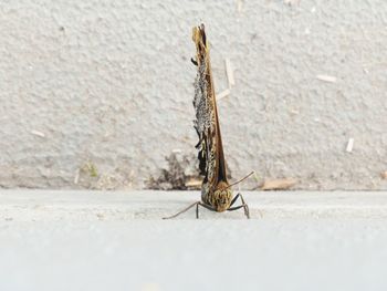 Close-up of butterfly on wall