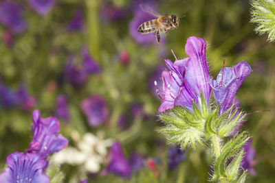 Close-up of butterfly pollinating on purple flower