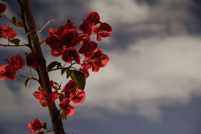 Close-up of red flowering plant against sky