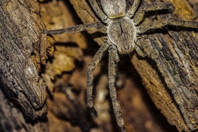 Close-up of insect on tree trunk