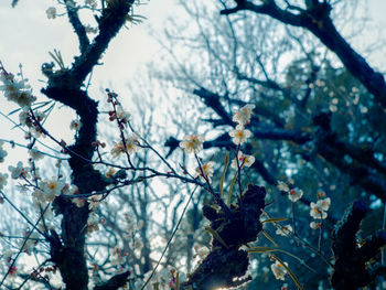 Low angle view of cherry blossoms in spring