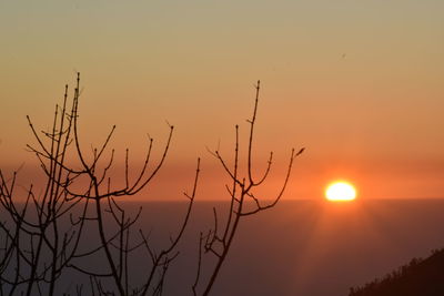 Silhouette tree against orange sky