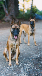 Two belgian malinois playing in the forest