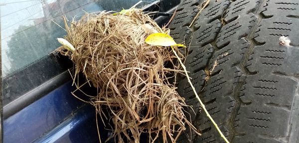 High angle view of dry plant in nest