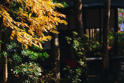 Close-up of plants against building