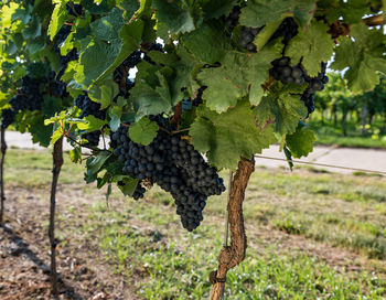 Close-up of grapes growing in vineyard