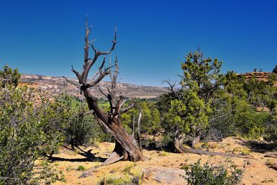 Escalante petrified forest state park views from hiking trail of the surrounding area lake utah