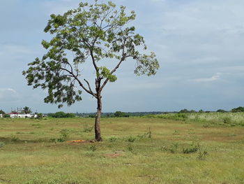 Tree on field against sky