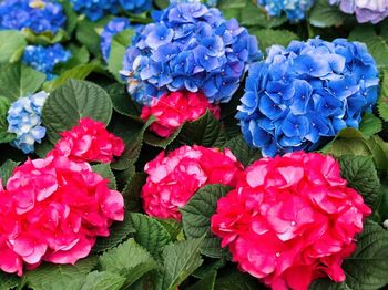 Close-up of hydrangeas blooming outdoors