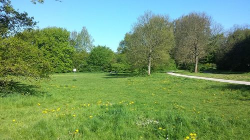 Scenic view of grassy field by trees against sky