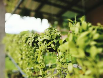 Close-up of plant growing in greenhouse