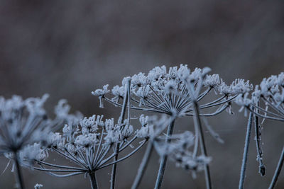 Close-up of frozen plants against snow