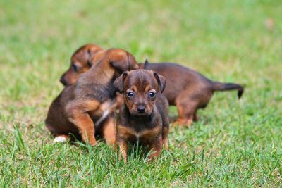 Two dogs on grassy field