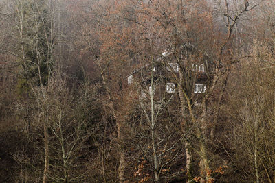 View of bare trees on snow covered land