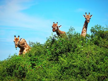 Low angle view of giraffes by tree against blue sky