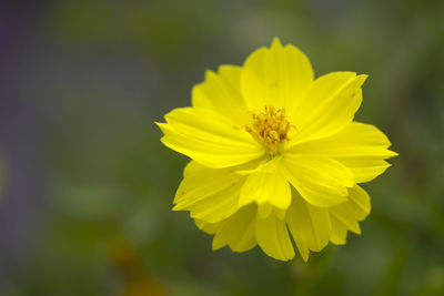 Close-up of yellow flowering plant