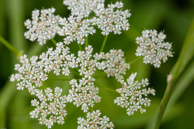 Close-up of white flowering plant