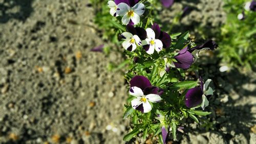 Close-up of purple flowers