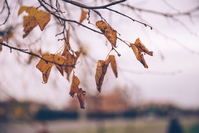 Close-up of dry leaves hanging on branch