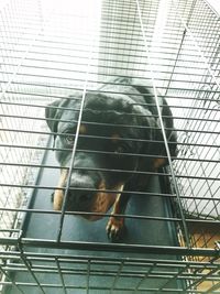 Close-up of dog in cage