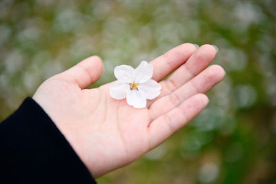 Close-up of hand holding white rose flower