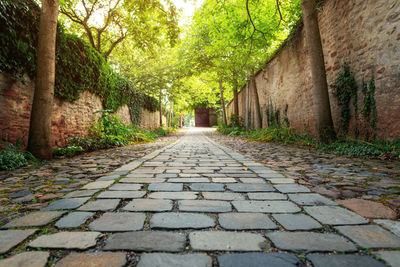 Surface level of footpath amidst trees