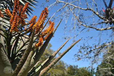 Low angle view of flowering plant against sky