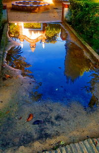 Reflection of trees in puddle