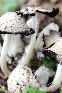 Close-up of mushroom growing outdoors