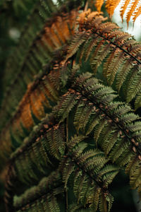 Close-up of pine tree